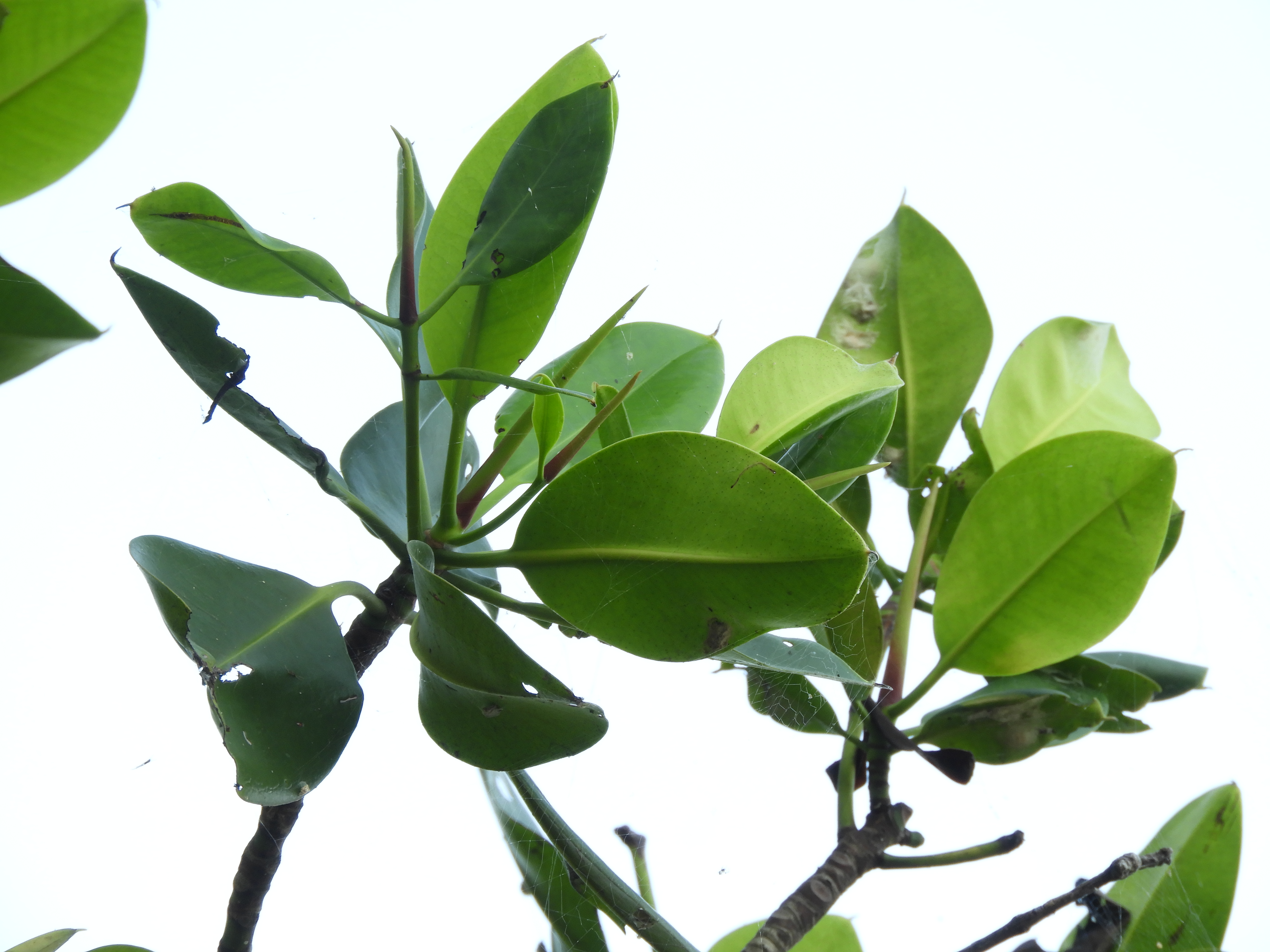Bakau (Rhizophora)